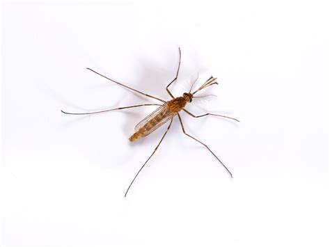 Culex Mosquito - Common House Mosquito Info & Prevention