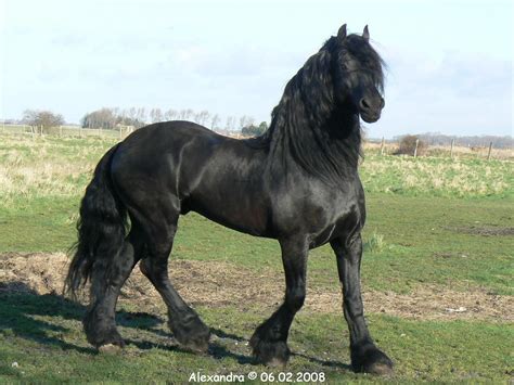 Image detail for -Friesian, animals, black, dutch, dutch horse ...