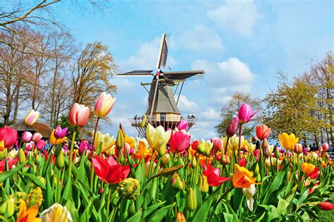 How to Visit Keukenhof Gardens & Lisse Tulip Fields, Netherlands (2022)