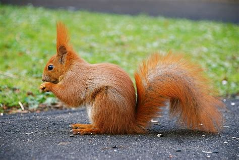 The News For Squirrels: Squirrel Facts: The Eurasian Red Squirrel