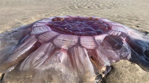 Lion’s mane jellyfish ‘monster’ found on NZ beach