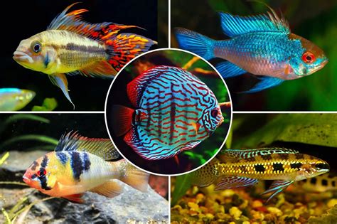 South American Cichlids Types