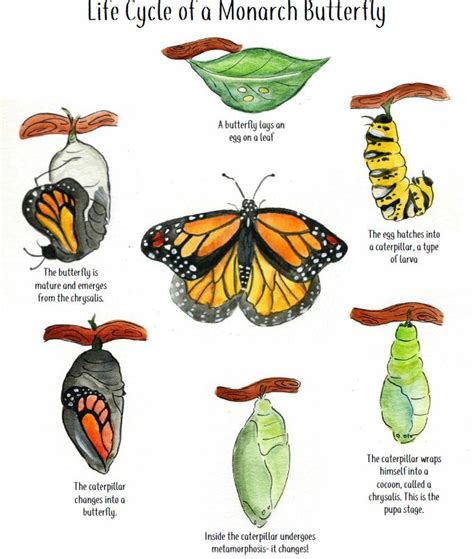 Life Cycle of a Butterfly - Etsy | Life cycles, Butterfly life cycle ...