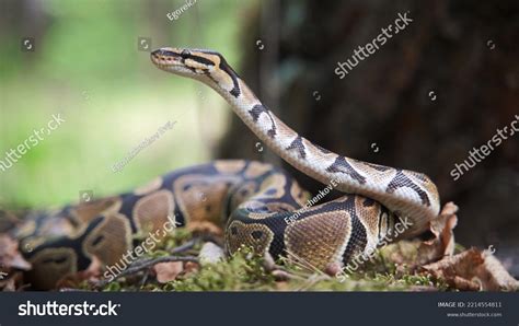 Boa Constrictor Raised His Head Big Stock Photo 2214554811 | Shutterstock