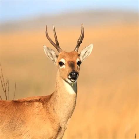 Pampas Deer - Facts, Diet, Habitat & Pictures on Animalia.bio