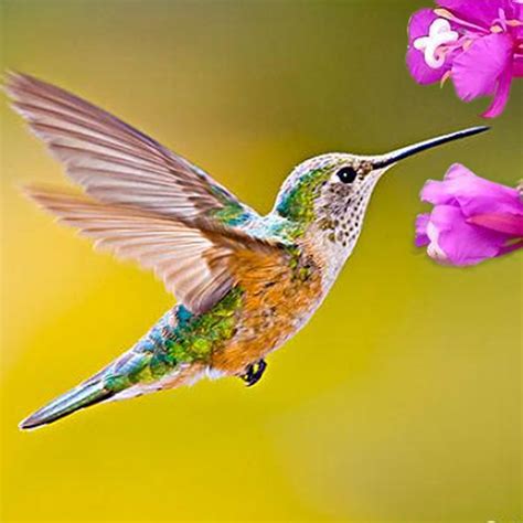 دانلود بازی The Hummingbird برای اندروید | مایکت