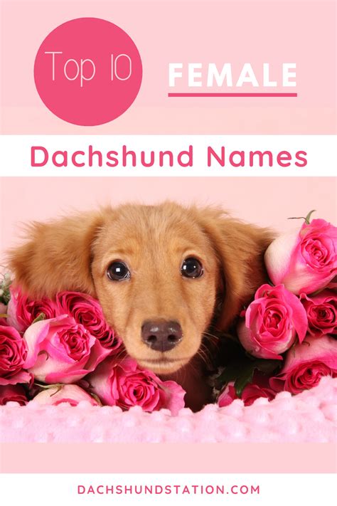 Best Dachshund Names Of 2020 - Dachshund Station in 2020 | Brindle ...