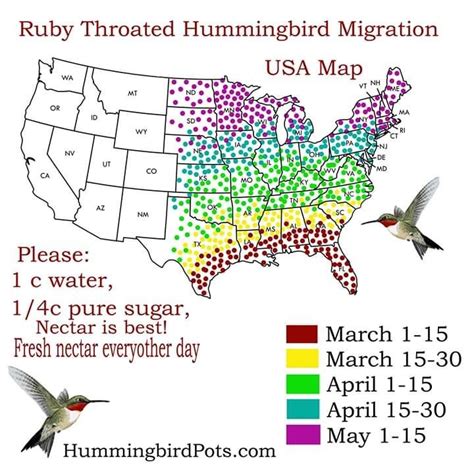 Hummingbird Migration Chart | Hummingbird migration, How to attract ...