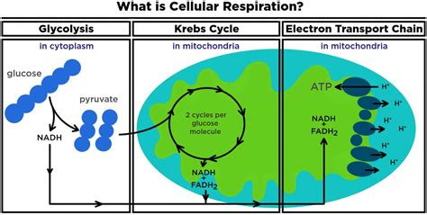 What is cellular respiration: from food to ATP