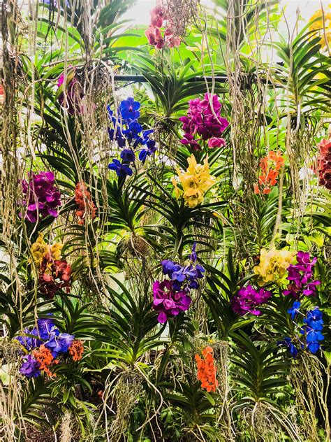 Bloomin’ orchids! 7 things to expect at the 23rd annual Thai Orchid ...