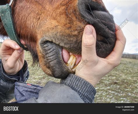 Inspecting Horse Teeth Image & Photo (Free Trial) | Bigstock