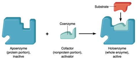 Enzyme - Definition and Examples - Biology Online Dictionary