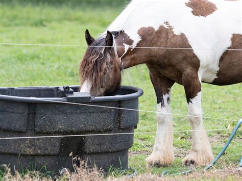 Horse Water Trough: What You Need To Know & 5 Best Options