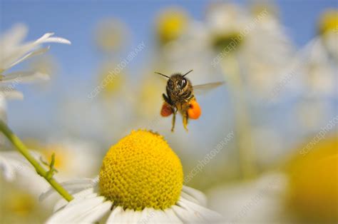 European Honey Bee with pollen sacs - Stock Image - C041/4902 - Science ...