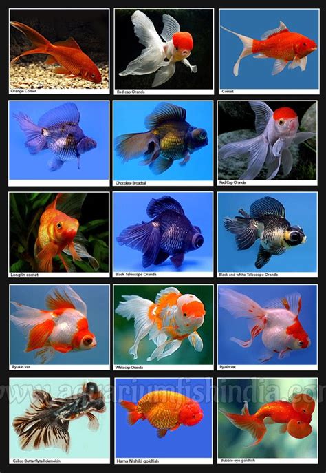 Marine Aquarium Fish Identification | Аквариумные рыбки, Пресноводная ...