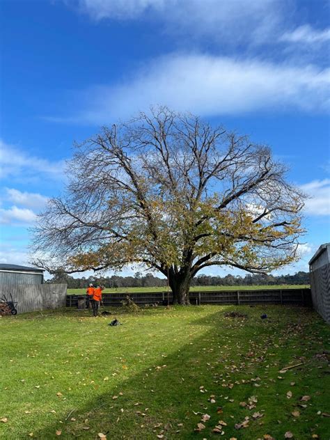 Winter Tree Pruning Benefits - Tree Amigos