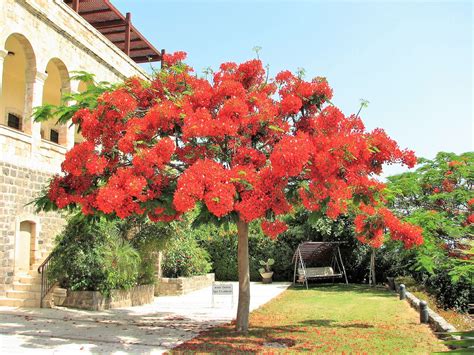 Plants Outdoor & Gardening 13 Year Old Live Tree Delonix Regia Royal ...