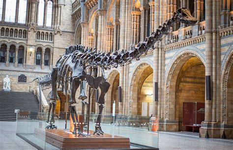 Brontosaurus: reinstating a prehistoric icon | Natural History Museum