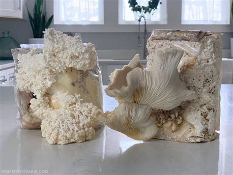 Mushroom growing kits: How To Grow Mushrooms From Mushroom Growing Kits ...