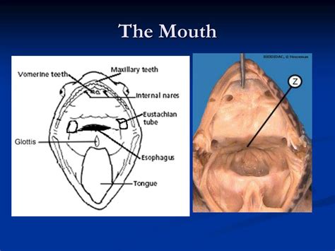 Frog Mouth Anatomy Diagram