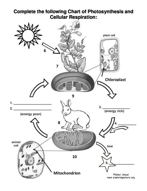 Photosynthesis Vs Cellular Respiration Worksheets