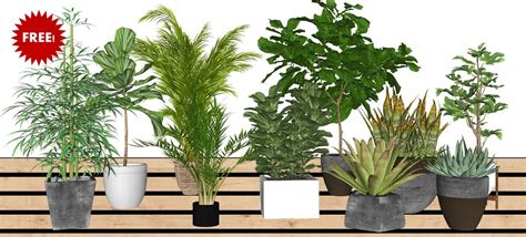 Free 3D Models - VEGETATION - 10 SketchUp 3D plants in pots ...