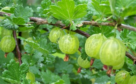 Gooseberry plant, 'Pixwell' - Ribes hirtellum plant in 2021 ...