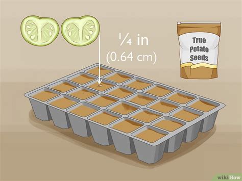 How to Plant Potatoes from Seed: 2 Easy Ways