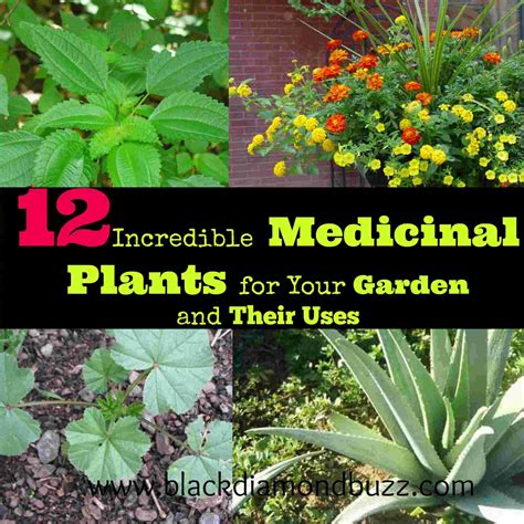 12 Incredible Medicinal Plants for Your Garden And Their Uses