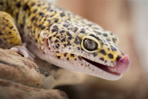 5 Great Pet Lizards - Reptiles Magazine