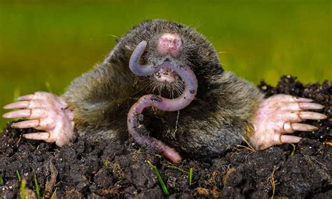 Mole Animal - All About The Tiny, Burrowing Mammal