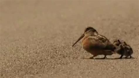 Dancing Birds [Video] in 2021 | Baby animals funny, Funny parrots, Cute ...