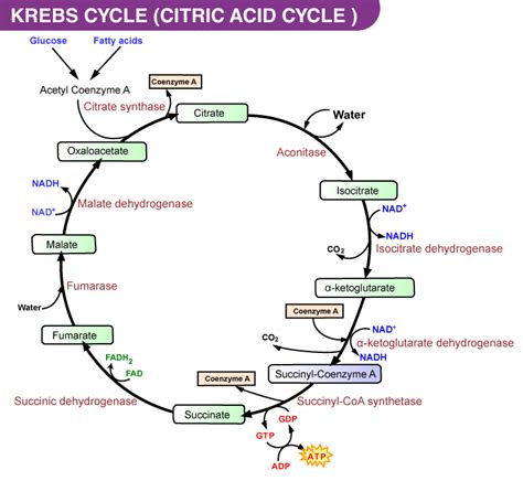 Krebs Cycle or Citric Acid Cycle: Steps, Products, Significance