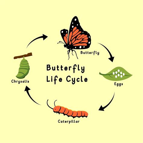 Butterfly Life Cycle Vector Design 4249886 Vector Art at Vecteezy