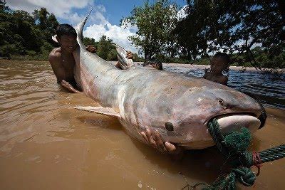 Bibit Lele Sangkuriang: Ikan Lele Raksasa Pemangsa Manusia