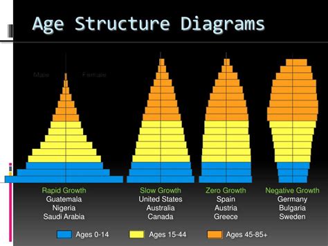 PPT - Age structure diagrams PowerPoint Presentation, free download ...