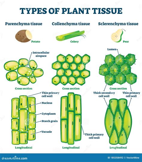 Plant Tissue Types Vector Illustration. Labeled Educational Structure ...