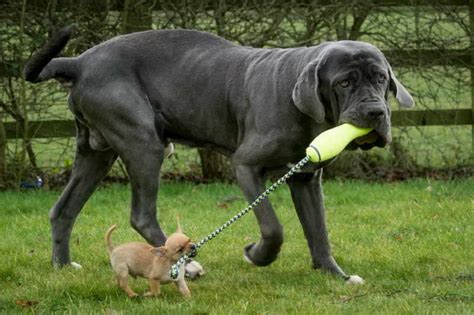 10 Biggest Dog Breeds In The World You’d Want To Own