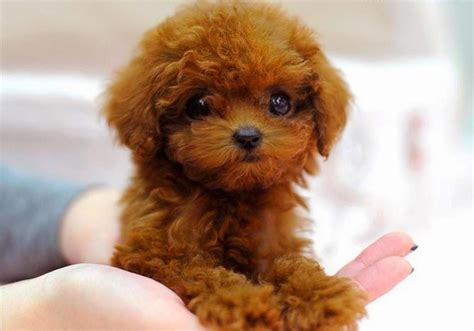 Top 5 Most Talkative Dog Breeds ~ The Pet's Smarty | Teacup poodle ...