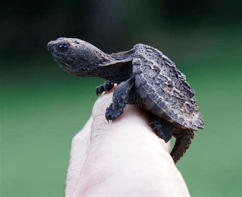 Baby Alligator Snapping Turtle Habitat - Desearimposibles