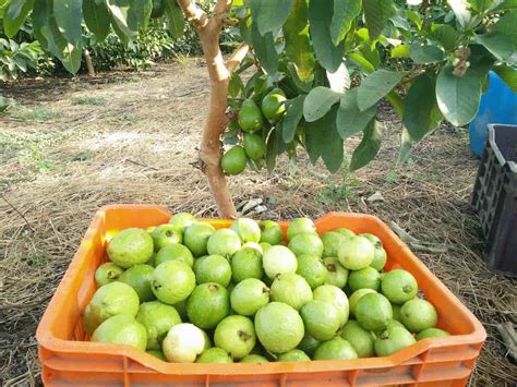 High Yield Hybrid Guava Varieties in India: State Wise Cultivars