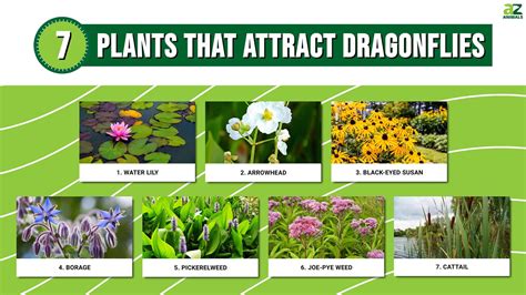 Discover 7 Amazing Plants that Attract Dragonflies - A-Z Animals