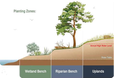 Riparian Plantings - streamhandbook.org