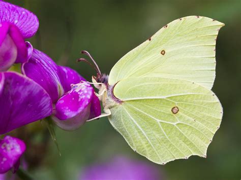 Brimstone | Butterfly Conservation