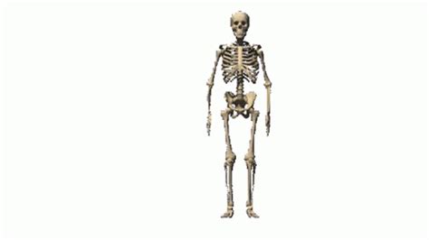 Skeleton Skeleton Meme Sticker - Skeleton Skeleton Meme Bruh - Discover ...