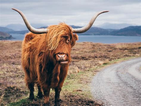 18 of the most iconic Scottish animals and where to find them Scottish ...