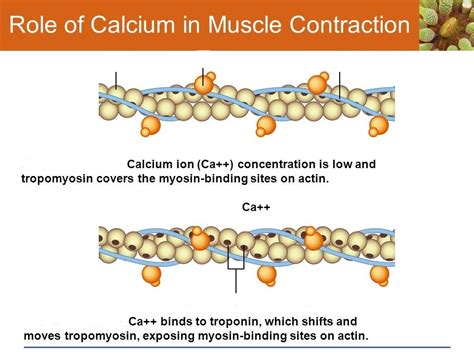 A1 U4 Role of Calcium in Muscle Contraction Diagram | Quizlet