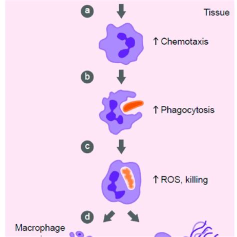 The enzyme cofactor activities of vitamin C. Vitamin C is a cofactor of ...