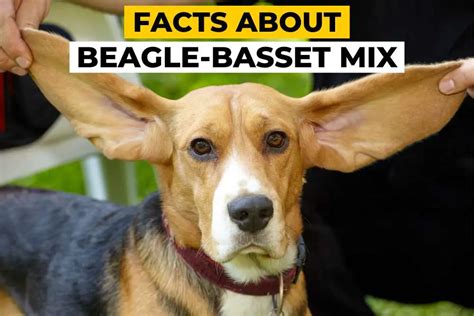 10 Facts about Beagle Basset Hound Mix - Beagle Care