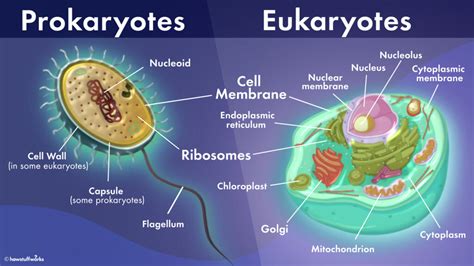 What's the Difference Between Prokaryotic and Eukaryotic Cells ...